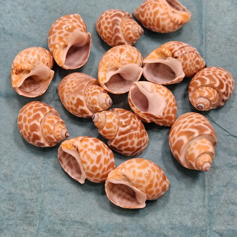 Babylonia Spirata - Various Sizes